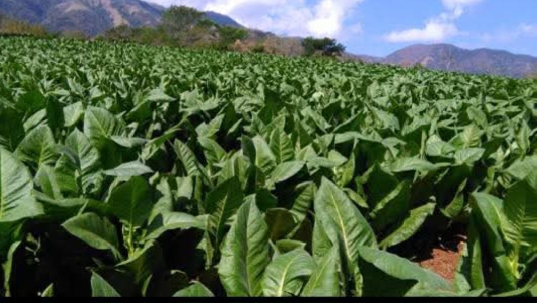 Costa Rica Tobacco Farm