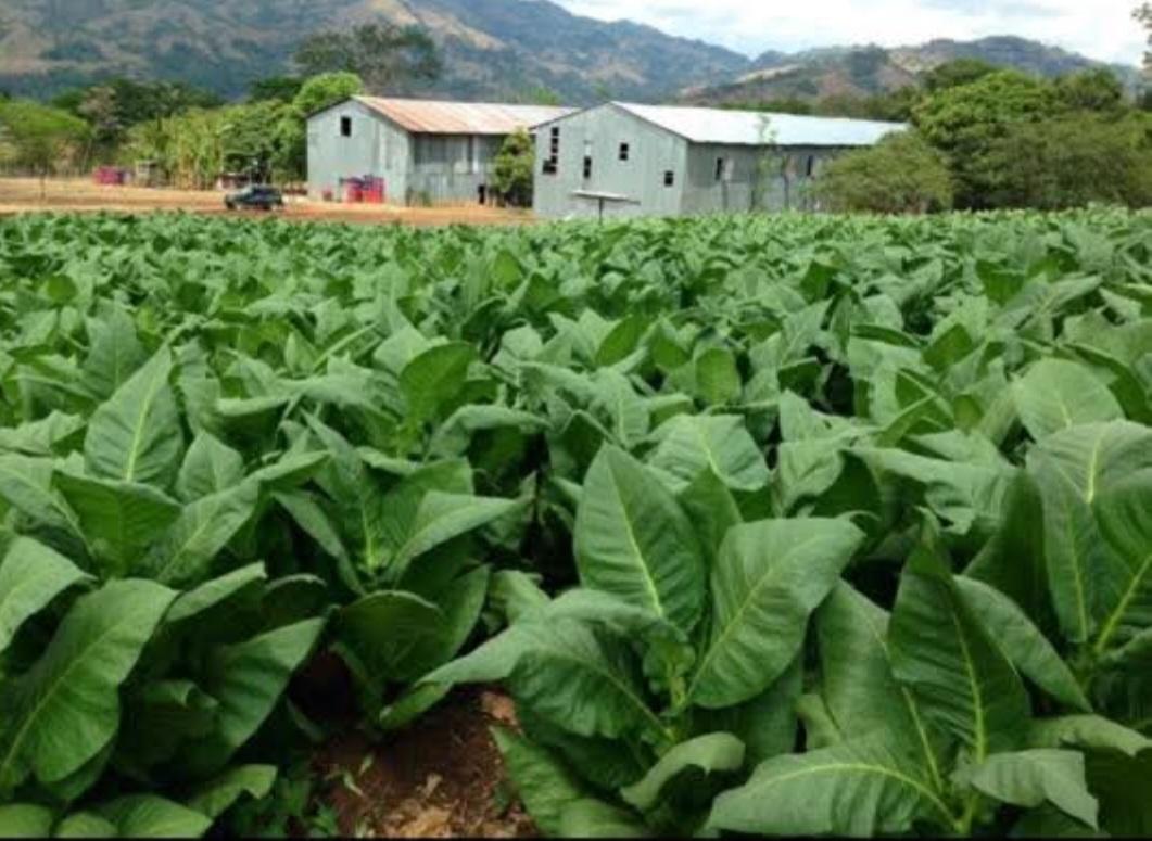 Our Farm, Costa Rica